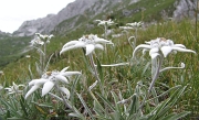 19 E' tempo di Stelle Alpine...